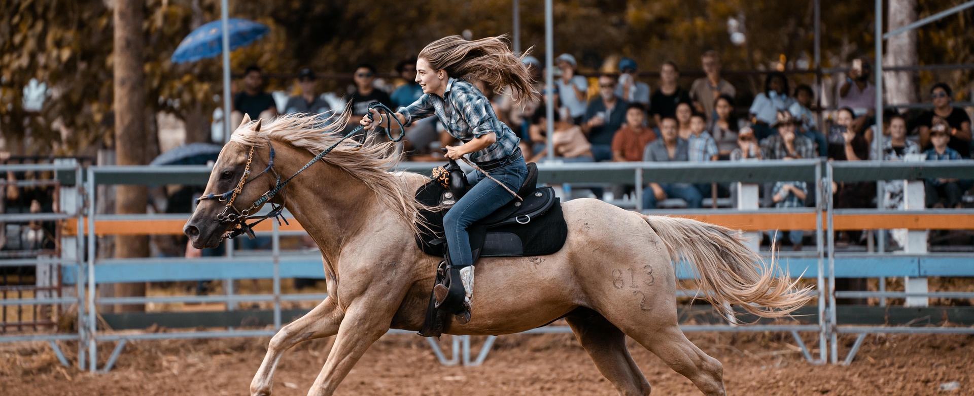 Western Jeans Store -Western Jeans Store horse 8209523 1920